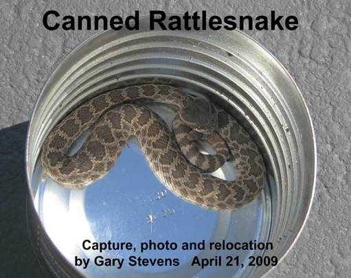 CannedRattlesnake.jpg